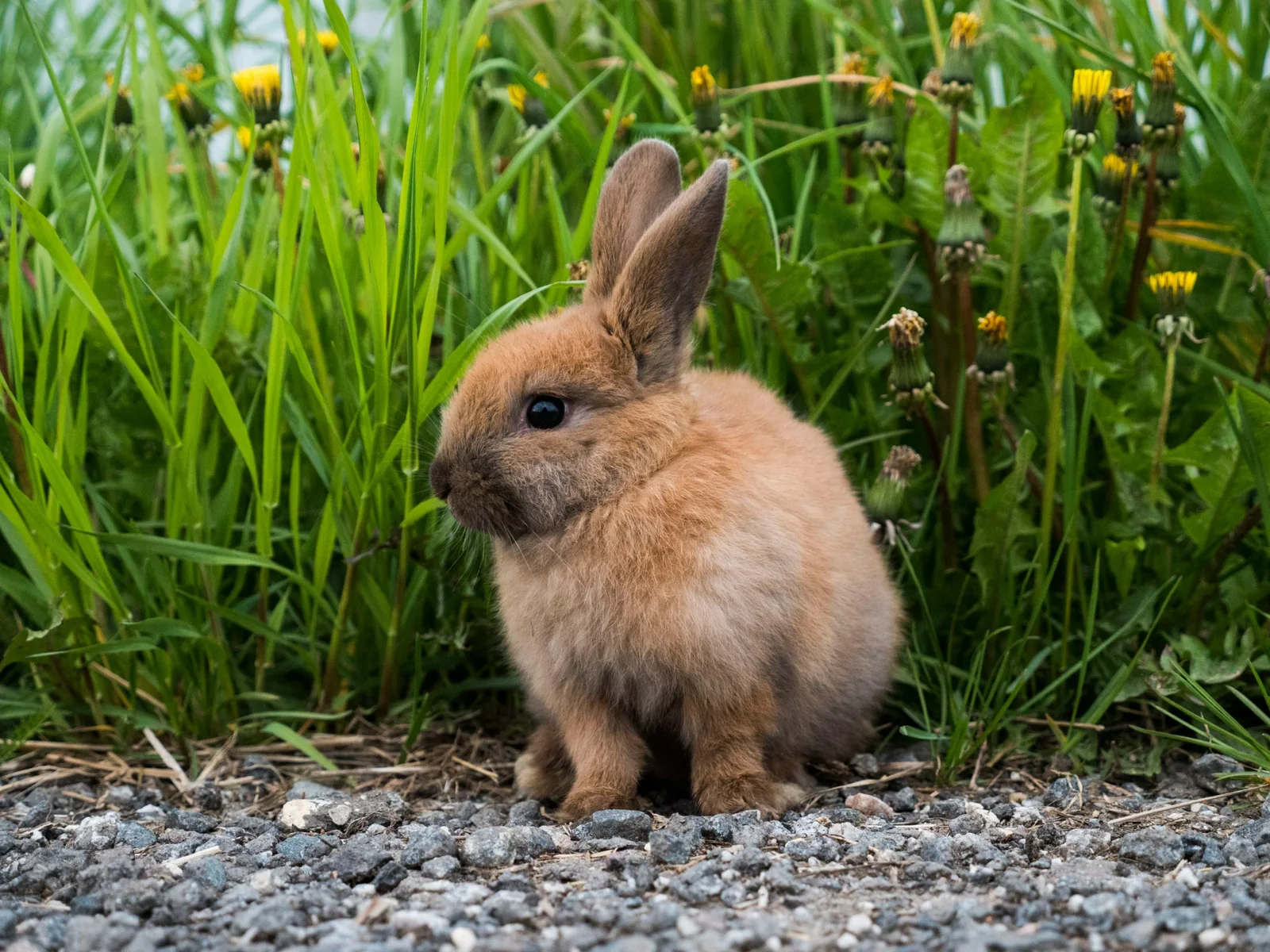 Kaninchen im Gras